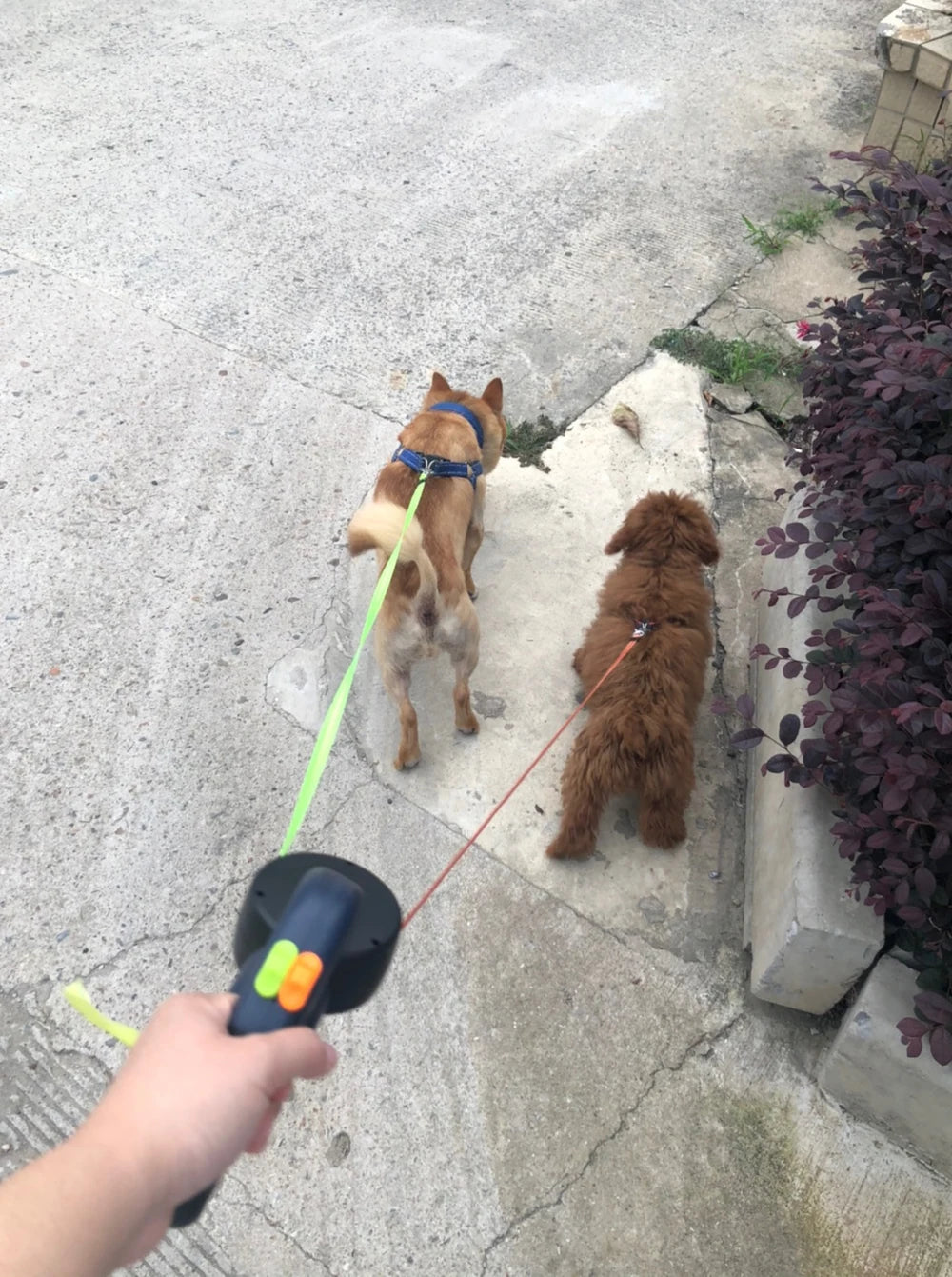Dobbelt Hundesnor med LED-lys (<20 kg)
