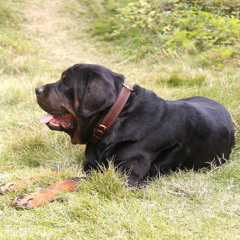 Benepaw Læder Hundehalsbånd