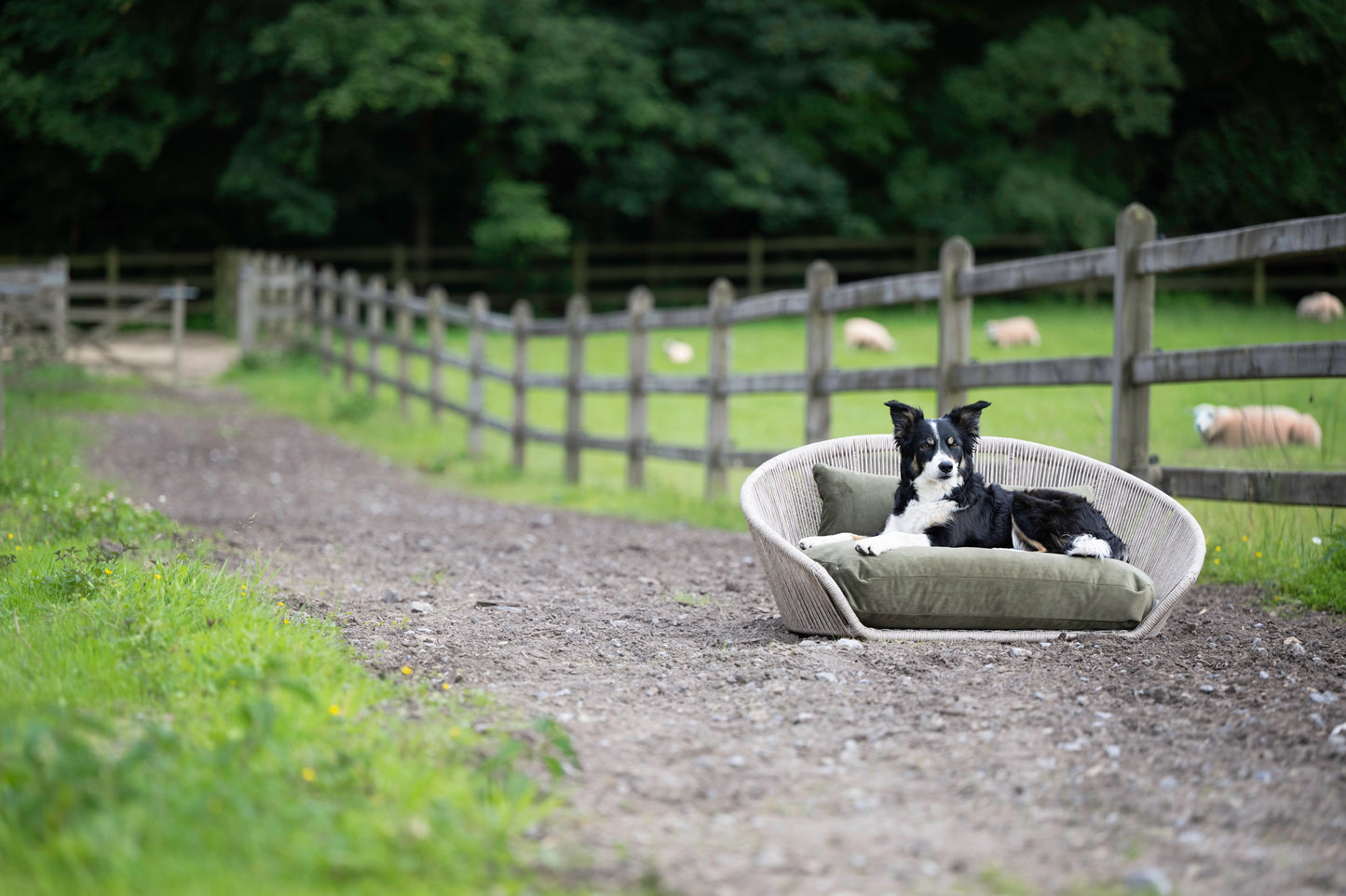 Vogue Hundeseng - Oxford Kollektion