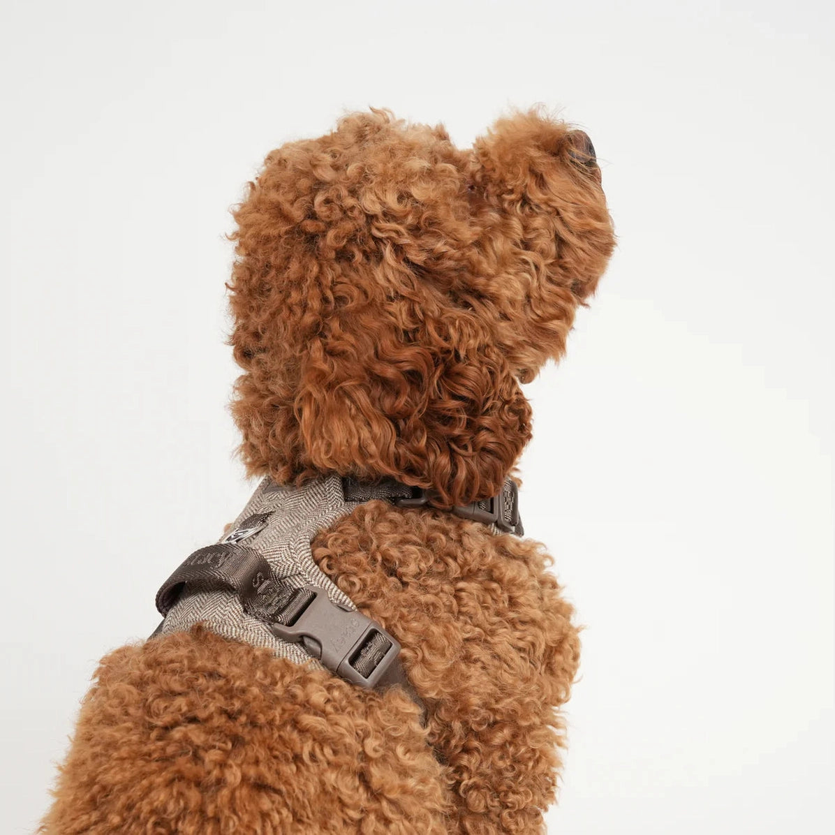 Hundesele Elma | Mocca
