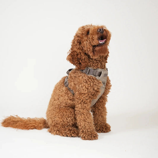 Hundesele Elma | Mocca