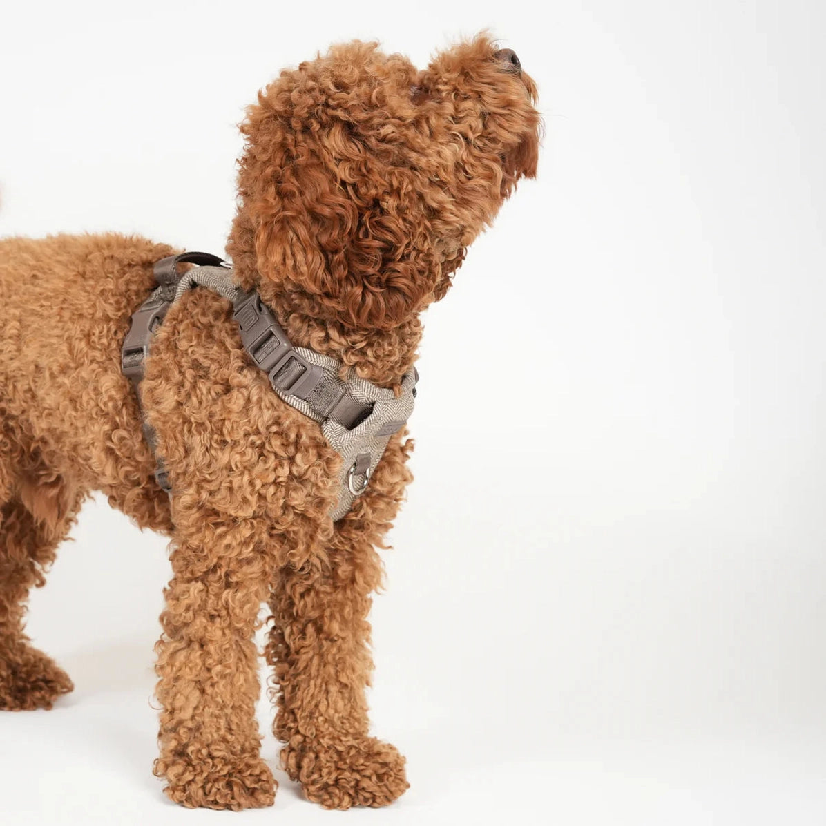 Hundesele Elma | Mocca